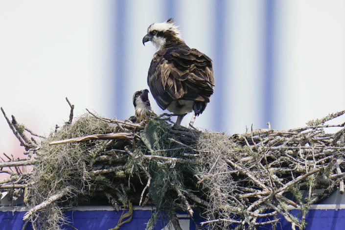 In this Wednesday, April 21, 2012 file photo, an osprey keeps an eye on a chick in its' nest on a directional pole at the Kennedy Space Center in Canaveral, Fla. After nearly a century on its lofty perch, the northern mockingbird's days may be numbered as the state bird of Florida. The osprey is one of several birds being considered for a new state bird. (AP Photo/John Raoux, File)