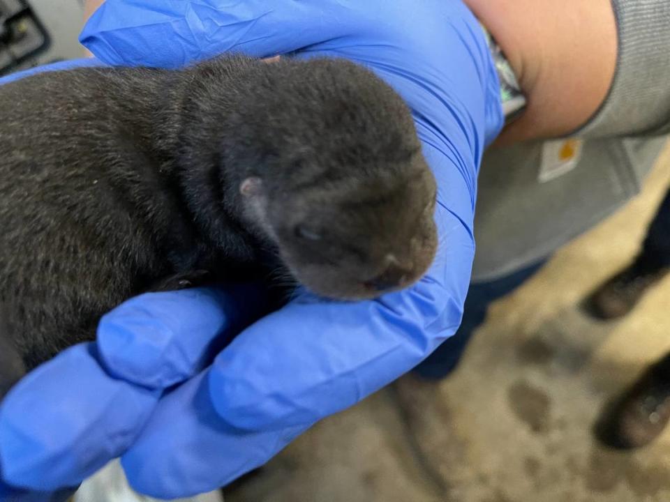 This baby river otter, just a few days old, was born at Brookgreen Gardens’ Lowcountry Zoo in January 2021.