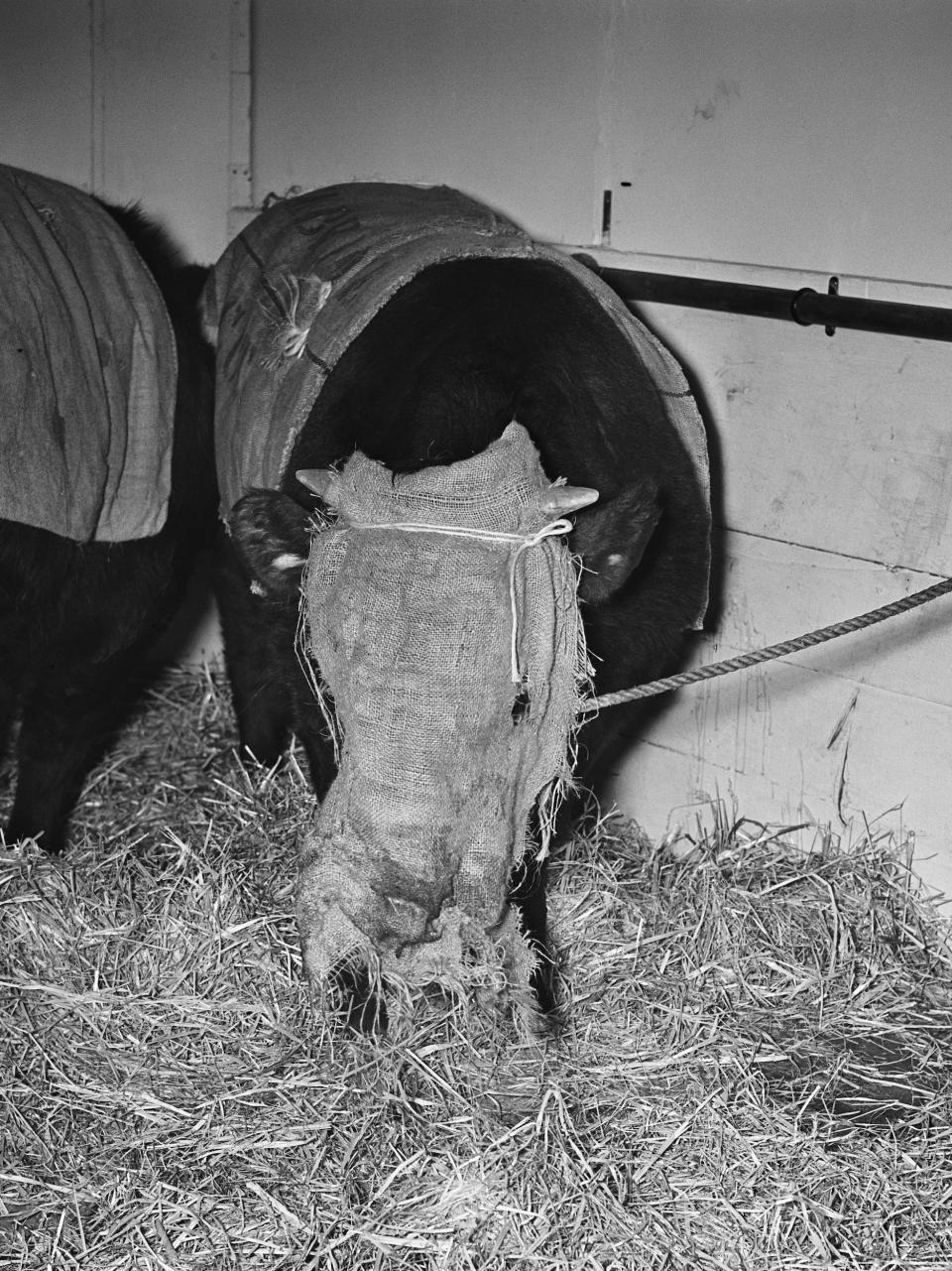 A cow wears a mask made of sacking soaked in whisky and water to protect it from the smog on December 8, 1952.