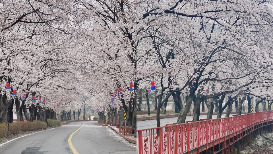 ▲韓國櫻花首爾景點｜伊甸園櫻花路
 （圖／candice_ltl, Instagram)