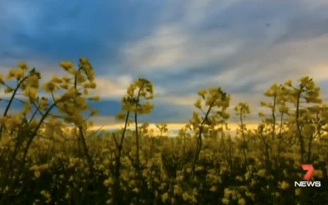 New scientific practices have made canola herbicide resistent.