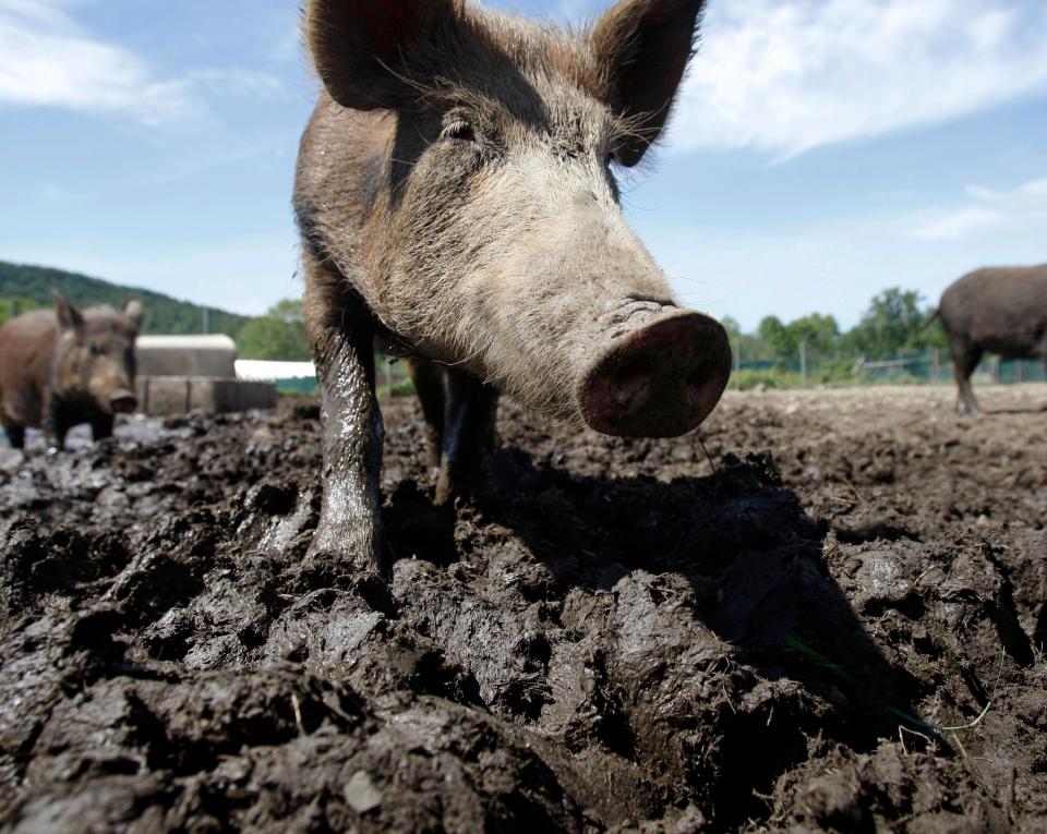 In this Aug. 24, 2011, file photo, a feral hog stands in a holding pen at Easton View Outfitters in Valley Falls, N.Y