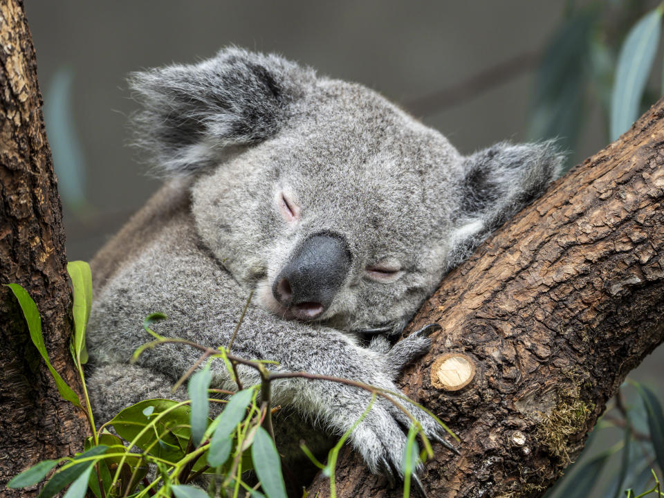 世界關注無尾熊日（World Lewis Day）的英文並無「koala」，而是一隻值得紀念的無尾熊名字Lewis。圖片來源：Getty images