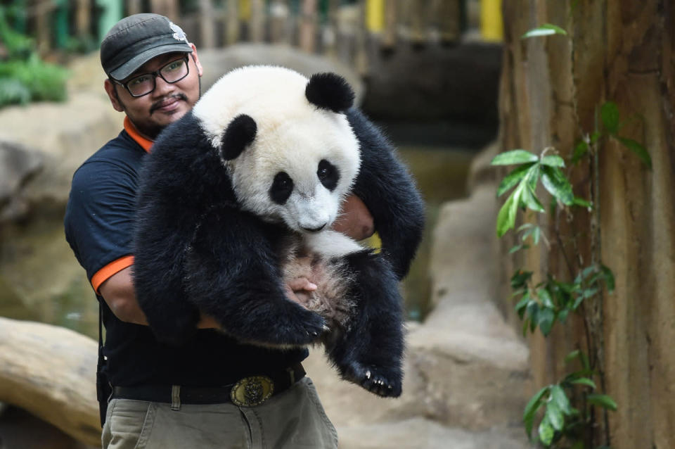 <p>A keeper carries one-year-old female giant panda cub Nuan Nuan inside her enclosure during joint birthday celebrations for the panda and its ten-year-old mother Liang Liang at the National Zoo in Kuala Lumpur on August 23, 2016. Giant pandas Liang Liang, aged 10, and her Malaysian-born cub Nuan Nuan, 1, were born on August 23, 2006 and August 18, 2015 respectivetly. (Mohd Rasfan/AFP/Getty Images)</p>