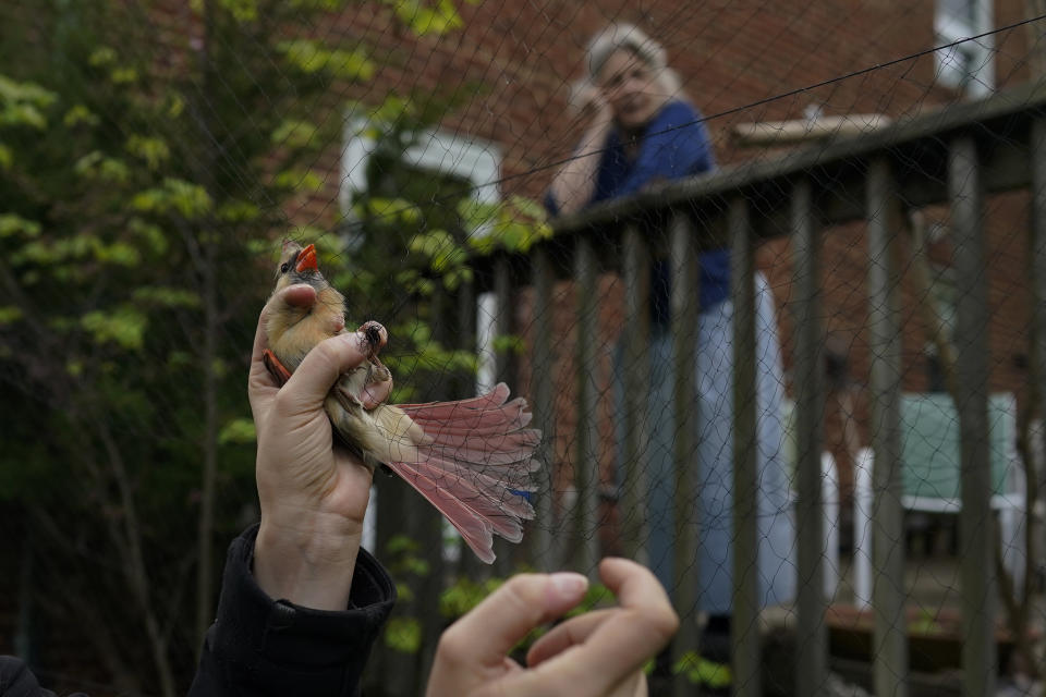 Home owner and bird watcher Sheila Salo watches from her deck as a female cardinal is held by a researcher and removed gently from a mist net, Wednesday, April 28, 2021, in Cheverly, Md. Cornell University’s records show a boom in amateur bird-watching. The number of people submitting eBird checklists — recording their bird sightings — was up 37% in 2020 compared with the previous year. (AP Photo/Carolyn Kaster)