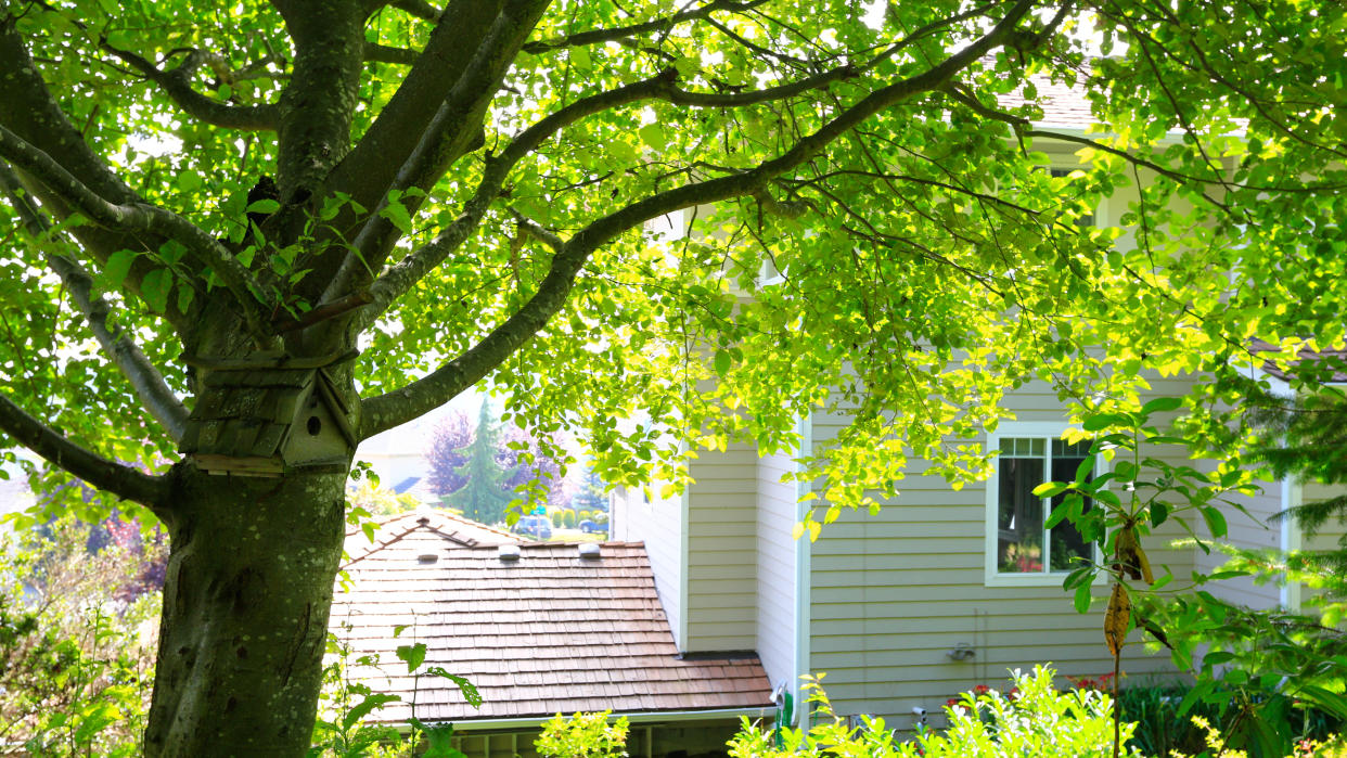  Tree infront of house 