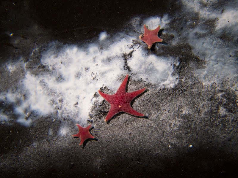 A handout image shows clusters of microbes among starfish in Antarctica