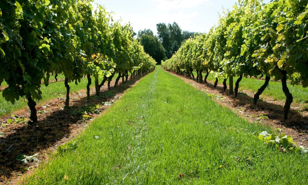 <span>The area of the UK planted with vines has soared by 75% over the past five years.</span><span>Photograph: David Burton/Alamy</span>