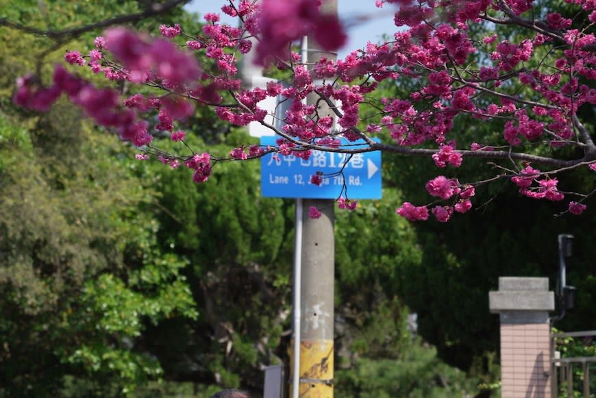 台中后里｜中科崴立櫻花公園