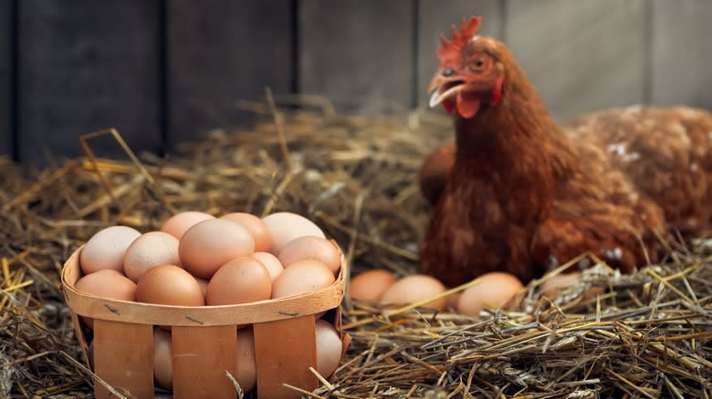 hen looking at egg basket