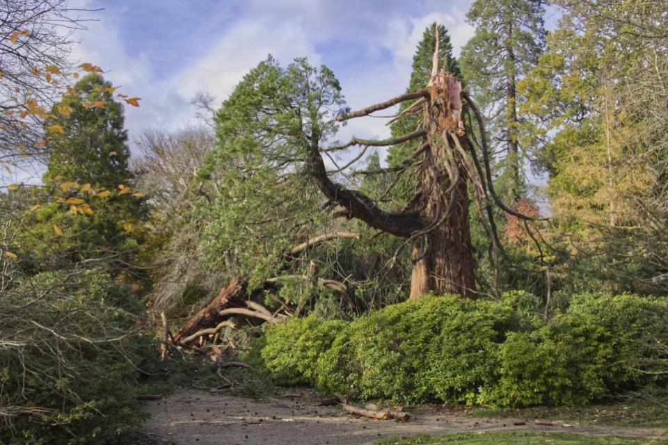 El Argus: Se espera que el árbol pueda volver a crecer.