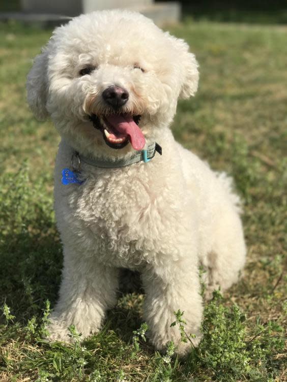 Ziggy, unadorned, in a park in Beijing in 2017 (The Washington Post)