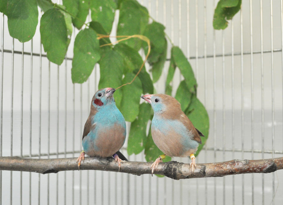 A male red-cheeked cordon-bleu songbird performs his mating 'tap dance' to court the gal next to him on their perch.