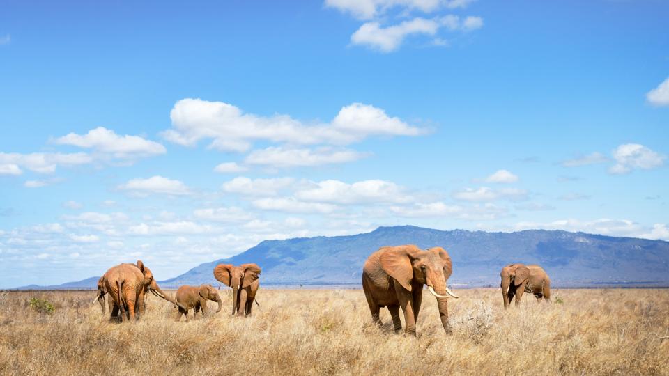 Elephant family grazing near the water hole at Tsavo East National Park, Kenya.