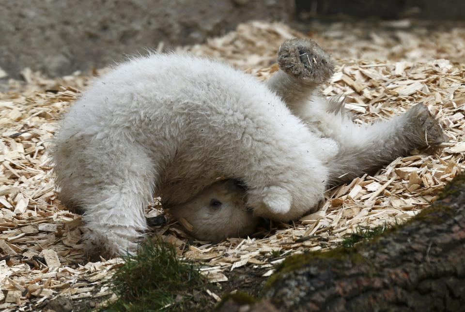 Twin polar bear cubs play outside in their enclosure at Tierpark Hellabrunn in Munich, March 19, 2014. The 14 week-old cubs born to mother Giovanna and who have yet to be named, made their first public appearance on Wednesday. REUTERS/Michael Dalder (GERMANY - Tags: ANIMALS SOCIETY)