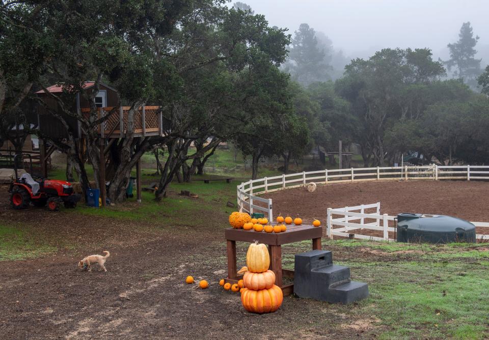 Pumpkins are stacked around the horseback riding area at Wonder Wood Ranch in Salinas, Calif., on Thursday, Nov. 4, 2021.