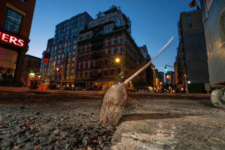 A rat in Tribeca, New York City.<span class="copyright">Charlie Hamilton James</span>