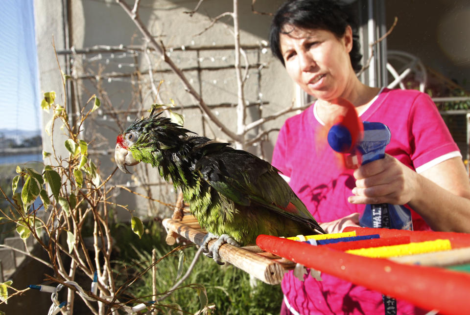 In this photo taken on Tuesday, Feb. 8, 2012, Mira Tweti, Executive Director, National Parrot Care & Cage Xchange, gives a bath to a rescue parrot named "Liberty," in her apartment in the Marina Del Rey area of Los Angeles. (AP Photo/Damian Dovarganes)