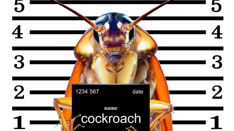 cockroach mugshot