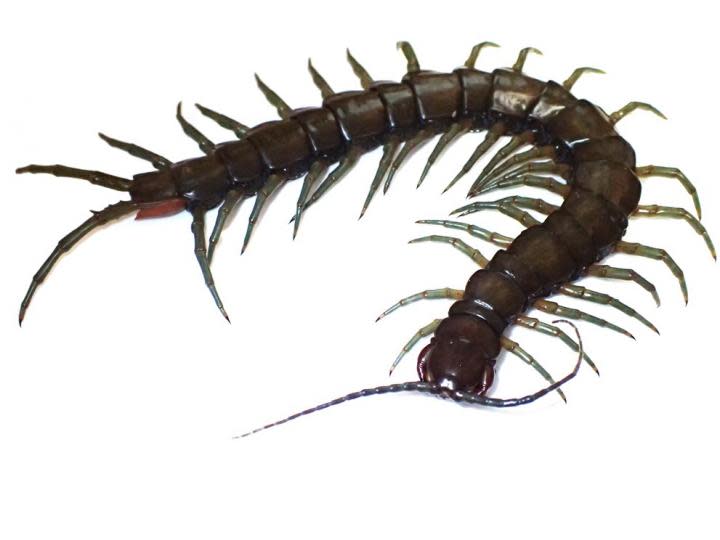 <p>News first reached researchers of an unidentified centipede attacking fresh water prawns in the forests of the biodiverse Ryukyu Archipelago</p> (Tokyo Metropolitan University)