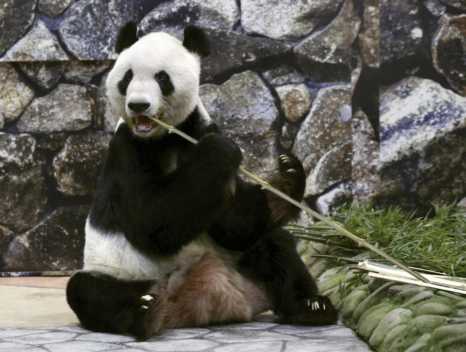 Eimei, who was sent from China in 1994 and has since fathered 16 cubs, bites a bamboo stick at the Adventure World in Shirahama, western Japan, Tuesday, Feb. 21, 2023. Japanese panda fans on Tuesday bid teary farewells to their idols Xiang Xiang, “super papa” Eimei and his twin daughters, Ouhin and Touhin, ahead of their departure to China, where they will live in a protected facility in Sichuan province. (Yosuke Mizuno/Kyodo News via AP)