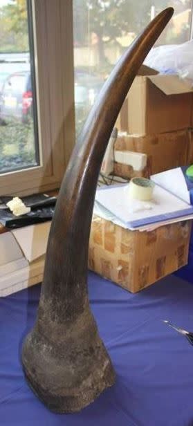 Among the items found in his Watford home were three Rhino horns (Metropolitan Police)