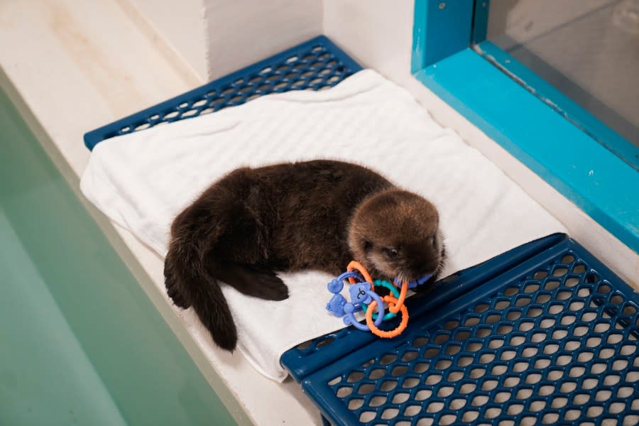 An eight-week-old sea otter rescued from Seldovia, Alaska, chews on a toy in his enclosure at Shedd Aquarium Wednesday, Dec. 6, 2023, in Chicago. The otter was found alone and malnourished and was taken to the Alaska SeaLife Center in Seward, Alaska, which contacted Shedd, and the Chicago aquarium was able to take the otter in. He will remain quarantined for a few months while he learns to groom and eat solid foods before being introduced to Shedd’s five other sea otters. (AP Photo/Erin Hooley)