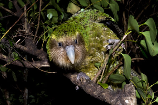 kakapo-jpg