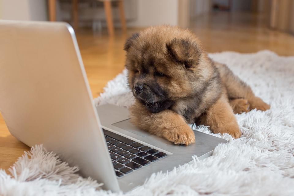 <p>It's pretty much a known fact that petting a dog can lift your mood, but when there aren't any fluffballs around, it's time to go to the next best thing: dog memes. These viral pups have found fame on the internet for their <a rel="nofollow noopener" href="https://www.goodhousekeeping.com/life/pets/g4531/cutest-dog-breeds/" target="_blank" data-ylk="slk:sheer cuteness;elm:context_link;itc:0;sec:content-canvas" class="link ">sheer cuteness</a> and <a rel="nofollow noopener" href="https://www.goodhousekeeping.com/life/pets/g3885/disasters-only-dog-owners-understand/" target="_blank" data-ylk="slk:adorable hijinks;elm:context_link;itc:0;sec:content-canvas" class="link ">adorable hijinks</a>. Just try not to smile scrolling through some <a rel="nofollow noopener" href="https://www.goodhousekeeping.com/life/parenting/g25411719/parenting-memes/" target="_blank" data-ylk="slk:A+ posts;elm:context_link;itc:0;sec:content-canvas" class="link ">A+ posts</a>. It's the perfect little pick-me-up for when you're missing a pup of your own. </p>