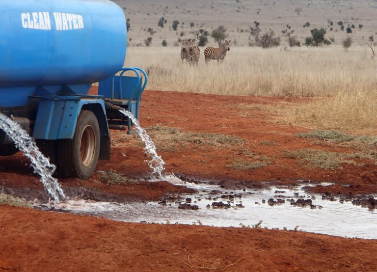 Zebra approach a watering hole after a tanker delivers water to thirsty wildlife at the Tsavo West National Park in Kenya on September 29, 2016