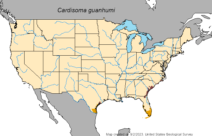 A map showing the known distribution of the blue land crab on the U.S. mainland. Sites in purple are recent sightings.
