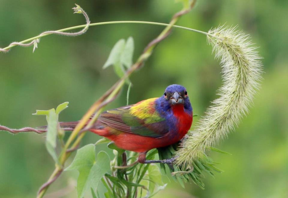 Birders converge on Dorothea Dix Park in Raleigh to photograph a rare painted bunting in Raleigh, NC.