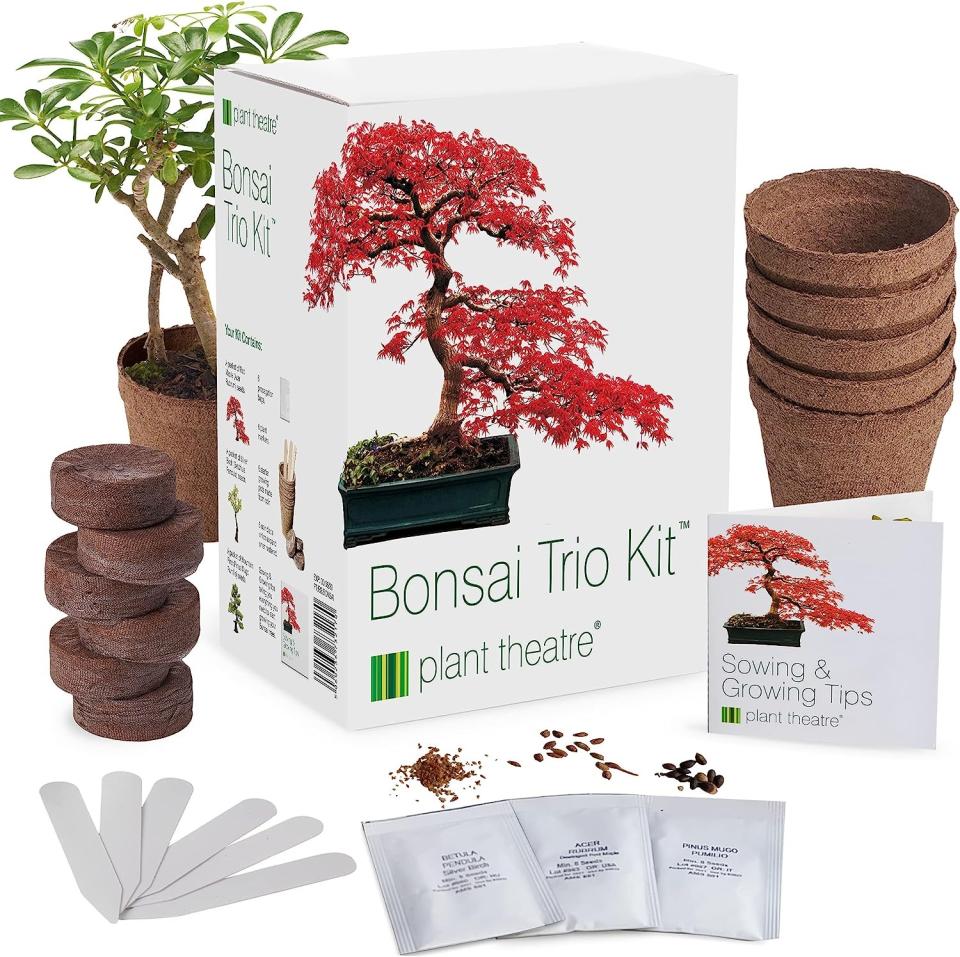 Plant Theatre Bonsai Tree Trio Kit