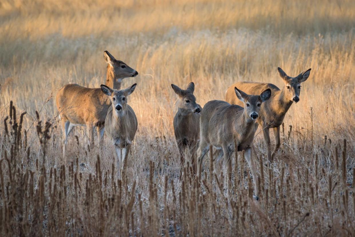 <span class="caption">Female white-tailed deer at sunrise.</span> <span class="attribution"><a class="link " href="https://www.gettyimages.com/detail/photo/white-tailed-deer-does-moving-at-sunrise-royalty-free-image/695666692" rel="nofollow noopener" target="_blank" data-ylk="slk:Gary Gray/Getty Images;elm:context_link;itc:0;sec:content-canvas">Gary Gray/Getty Images</a></span>