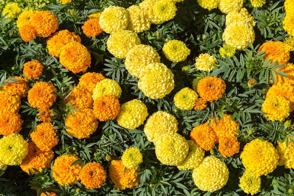 Marigold