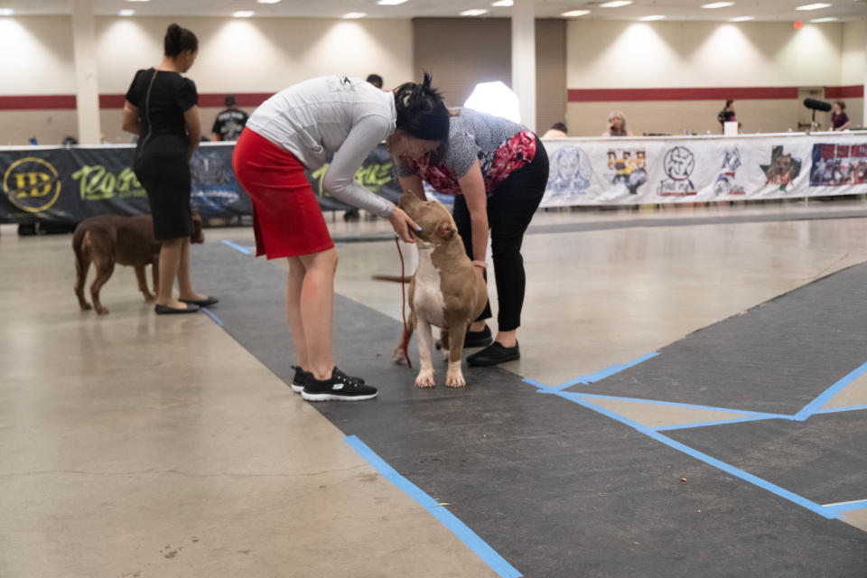 A judge looks over a dog Saturday at the American Bully Kennel Club show at the Amarillo Civic Center.