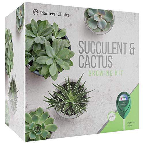 Planters' Choice Succulent & Cactus Growing Kit (Amazon / Amazon)