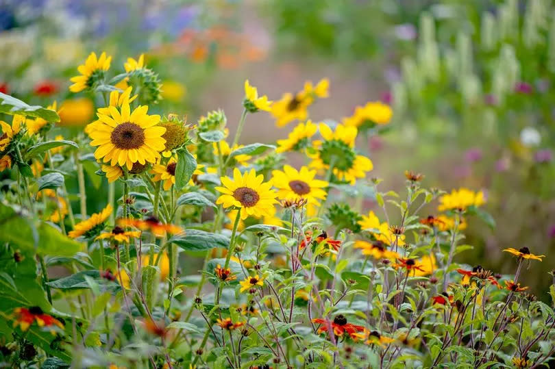 Sunflowers.