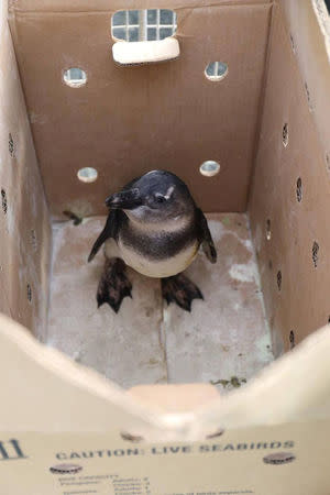 An African penguin which was rehabilitated by the Southern African Foundation for the Conservation of Coastal Birds (SANCCOB), is seen prior to its release at Stony Point near Cape Town, South Africa, December 8, 2016. Georgia Aquarium/Addison Hill/Handout via REUTERS