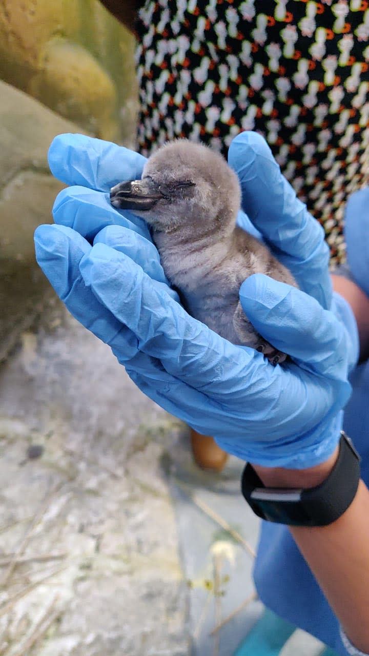 <p>India’s first Humboldt penguin was born on August 15, Wednesday night at Mumbai’s Veer Jijamata Udyan in India. Yahoo India/Stringer </p>