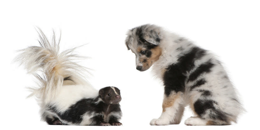 puppy staring at skunk