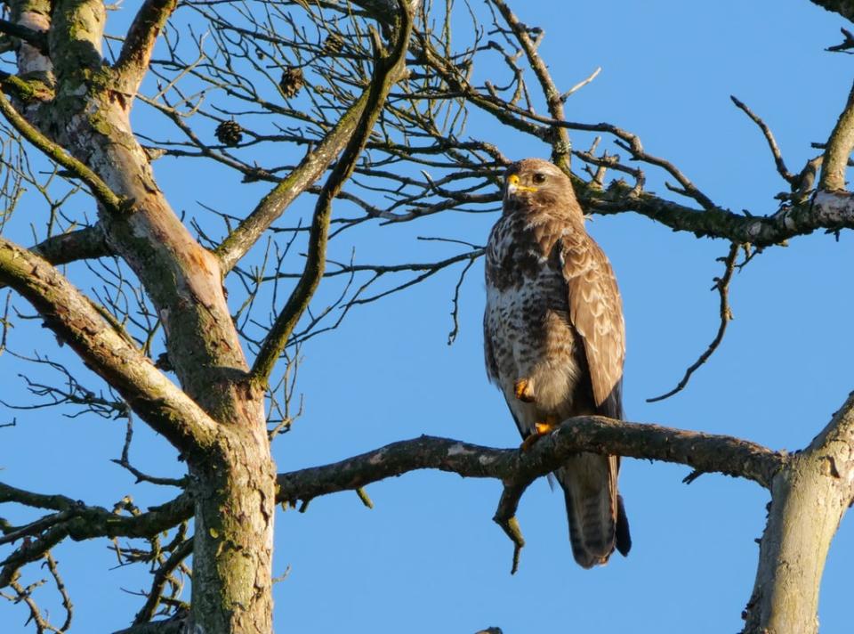 Birds of prey, such as buzzards, can be targeted for wildlife crime (Hilary Daniel/National Trust/PA)