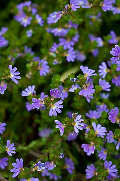 Blue, Plant, Flower, Petal, Flowering plant, Purple, Wildflower, Groundcover, Pollen, Herbaceous plant, 