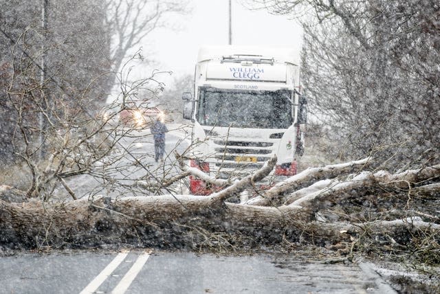 A fallen tree