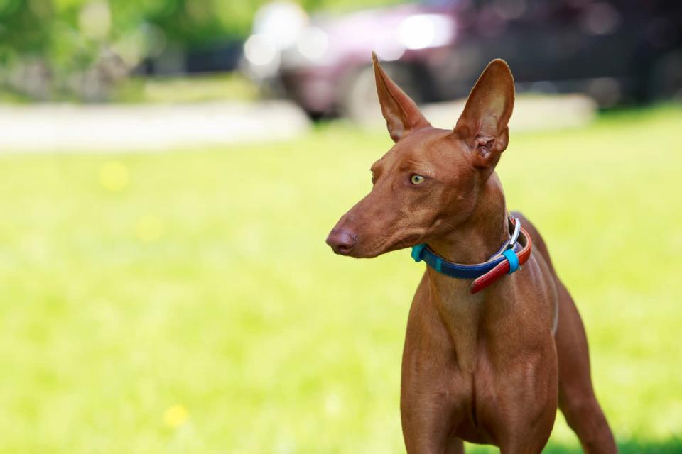 <p>The <a href="https://www.petfinder.com/dog-breeds/pharaoh-hound/" rel="nofollow noopener" target="_blank" data-ylk="slk:Pharaoh Hound is one of the most ancient dog breeds" class="link ">Pharaoh Hound is one of the most ancient dog breeds</a>, according to<em> Pet Finder.</em> In addition to a long nose, Pharaoh Hounds also have big, pointed ears — meaning they have excellent hearing. If you're searching for a new running partner, look no further: Pharaoh Hounds love to run. </p>