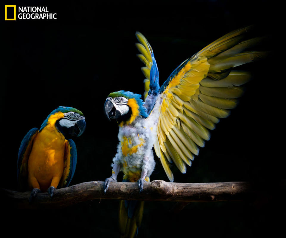 Look at me! (Photo and caption Courtesy Duy Le Do / National Geographic Your Shot) <br> <br> <a href="http://ngm.nationalgeographic.com/your-shot/weekly-wrapper" rel="nofollow noopener" target="_blank" data-ylk="slk:Click here;elm:context_link;itc:0;sec:content-canvas" class="link ">Click here</a> for more photos from National Geographic Your Shot.