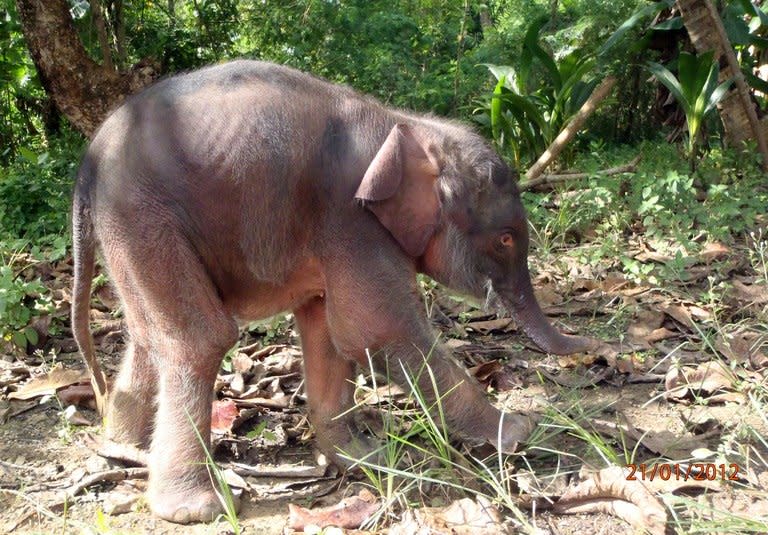 A pygmy elephant calf can be seen on Malaysia's Borneo island in on January 21, 2012