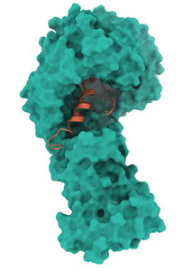 Structure of SARS-CoV-2 Orf9b in complex with human Tom70. Teal: surface model of human Tom70; orange: ribbon model of SARS-CoV-2 Orf9b. Structure was determined by the QBI Coronavirus Research Group Structural Biology Consortium (QCRG SBC).