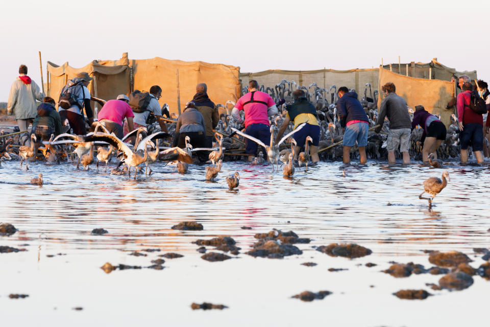 In this Wednesday, Aug. 5, 2020 photo provided by Salins de Camargue, flamingo experts surroung babies pink flamingos in Aigues-Mortes, the Camargue region, southern France, to gather and put bands on baby birds so scientists can track their migration. The numbers of pink flamingos may be the highest since experts began keeping records 45 years ago, said Thierry Marmol, guardian of the lands. France's two months of strict confinement may well be the reason. (Fabrice Pavanello, Salins de Camargue via AP)