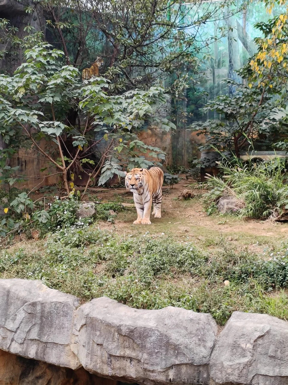 來福執行安樂死，哥哥六福顯得形單影隻。（圖：動物園臉書）